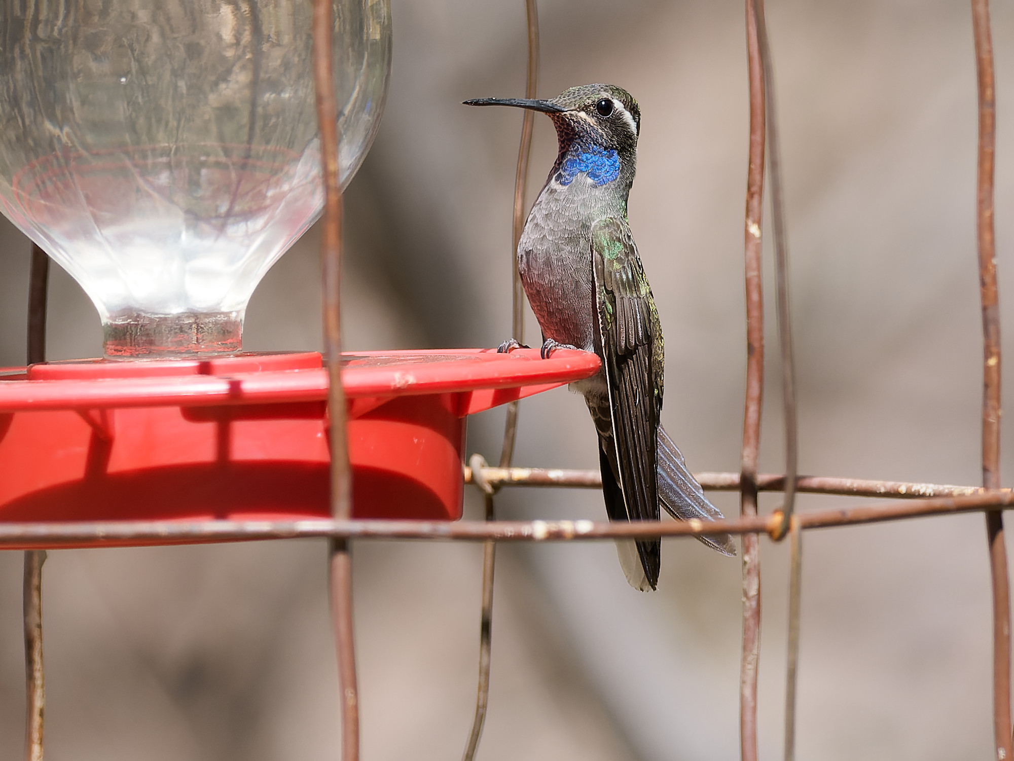 Blue-throated mountaingem (Lampornis clemenciae)